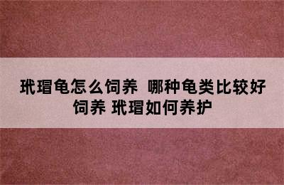 玳瑁龟怎么饲养  哪种龟类比较好饲养 玳瑁如何养护